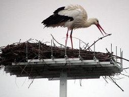 il-giorno-della-cicogna-a-fucecchio-per-osservare-la-nidificazione