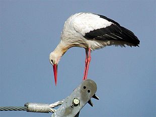 b201092305-padule-di-fucecchio-cicogne-anche-d-inverno