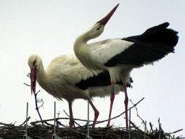 a603241923-cicogne-di-fucecchio-la-coppia-e-ancora-innamorata
