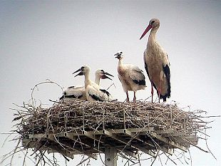 a906160007-grande-successo-della-manifestazione-il-giorno-della-cicogna