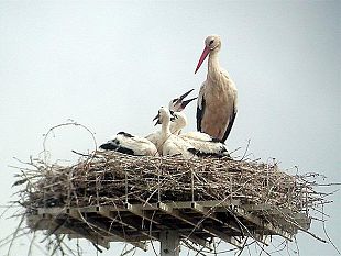 a906112222-il-giorno-della-cicogna-domenica-14-giugno-2009
