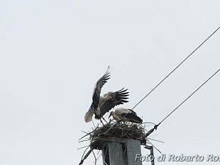 b205081413-cicogne-nidificano-sul-traliccio-elettrico