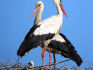 b206211805-il-giorno-della-cicogna-a-monsummano-terme