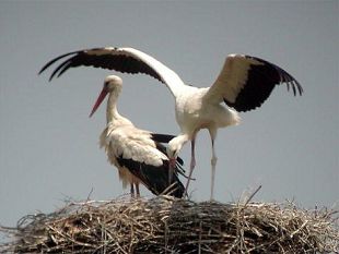 a807071324-cicogne-a-fucecchio-iniziano-le-prove-di-volo