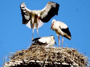 a807191303-cicogne-a-cascina-primi-voli