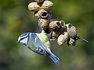 b204171742-corso-birdgardening-un-giardino-per-la-fauna-selvatica