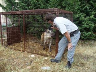 b003231503-in-aumento-gli-incidenti-stradali-causati-da-fauna-selvatica