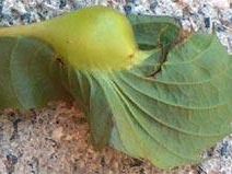 b307311525-il-cinipide-del-castagno-finisce-in-parlamento-accolto-appello-uncem-toscana