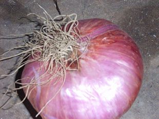 a904181007-bagnone-massa-carrara-a-maggio-nozze-tra-madama-la-cipolla-di-treschietto-con-messer-vino