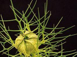 a705171347-bardini-boboli-project-di-michele-dantini-dal-18-maggio-ore-1830-al-7-ottobre-2007