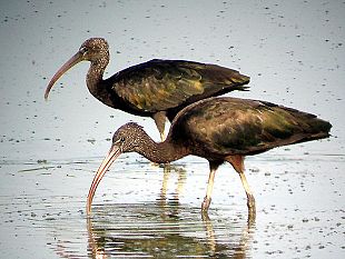 b201311525-censimento-svernanti-piu-di-9000-uccelli-acquatici-nel-padule-di-fucecchio