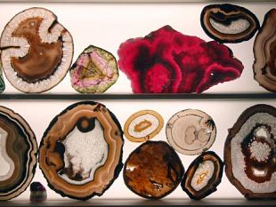 a912241101-museo-di-storia-naturale-ingressi-gratis-il-2-e-3-gennaio