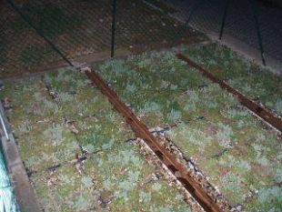 a708162335-tramvia-sul-marciapiede-di-fronte-alla-scuola-di-via-del-sansovino-una-mini-simulazione-dell-installazione-ferroviaria