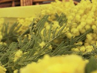 in-toscana-sono-pronti-oltre-700mila-mazzetti-di-mimosa-prezzi-fino-a-10-euro