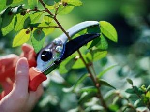 olio-di-oliva-toscana-indenne-dalla-nociva-xylella