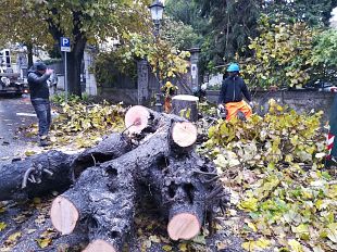 via-pistoiese-i-platani-da-potare-sono-350