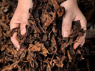 un-autunno-di-grandi-novita-per-le-manifatture-sigaro-toscano