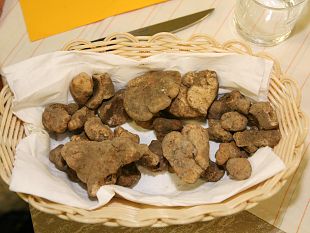la-serra-inizia-la-stagione-del-tartufo-bianco