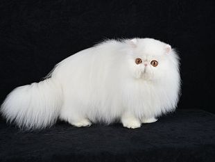 dal-norvegese-delle-foreste-a-bambole-di-pezza-i-gatti-piu-belli-a-spazio-reale