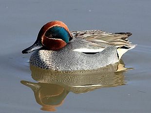 padule-di-fucecchio-12000-uccelli-acquatici-svernanti