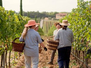 e-cominciato-cantine-aperte