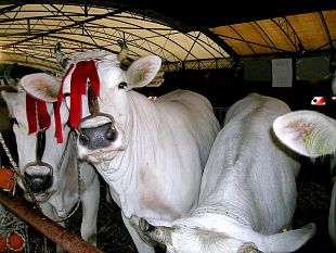 b009181446-grande-fiera-del-bestiame-a-campi-bisenzio