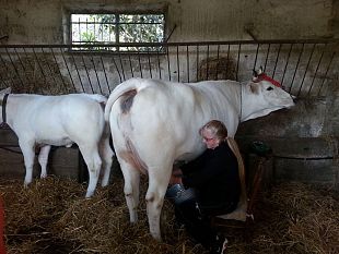 b311012248-carne-il-rilancio-della-razza-calvana