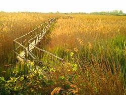 a905122314-massaciuccoli-incendio-doloso-nell-oasi-lipu