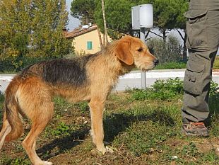 soccorso-e-assistenza-degli-animali-colpiti-da-calamita-naturali