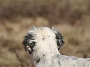tutela-e-benessere-animale-varato-il-piano-regionale-2017-2018