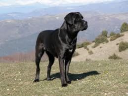 b103091859-uccide-e-mangia-il-cane-denunciato
