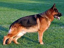 donazione-di-sangue-di-cani-e-gatti