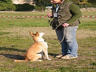 b111221443-il-piccolo-sfortunato-campione-del-parco-degli-animali-cerca-casa
