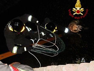 b209131320-lucca-recuperato-cane-precipitato-in-un-fosso