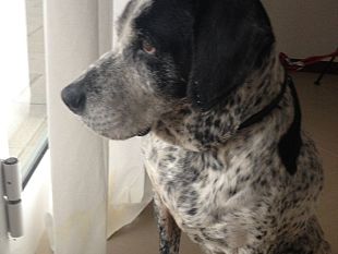 firenze-unarea-cani-dedicata-a-balto-e-togo