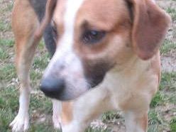 animali-in-difficolta-nelle-aree-urbane-crescono-gli-interventi-della-polizia