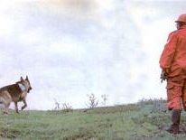 b303192113-scuola-nazionale-cani-guida-per-ciechi-cerca-famiglie-affidatarie-per-i-cuccioli