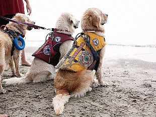 b306221941-i-cani-bagnino-in-servizio-in-toscana