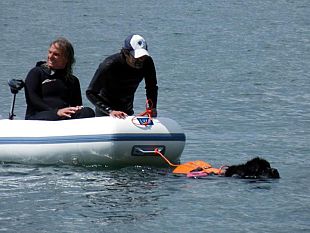 b105051438-cani-bagnino-si-esercitano-a-castiglione-della-pescaia