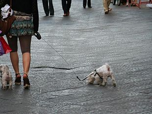 b205191057-in-arrivo-la-tassa-su-cani-e-gatti-firenze-la-applichera