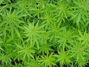 cannabis-un-nuovo-progetto-regione-toscana