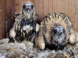 a508121156-ben-quattro-giovani-capovaccai-allevati-al-centro-di-riproduzione-wwf-di-semproniano-saranno-liberati-nei-prossimi-giorni