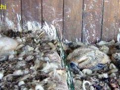 a507061453-al-centro-di-riproduzione-di-semproniano-tre-capovaccai-turchi-nati-da-uova-sequestrate-dal-corpo-forestale-dello-stato-nucleo-cites-di-ancona