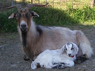 b307301937-sfalcio-di-capre-sulla-pesa