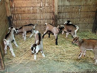 b202211945-fattoria-dei-ragazzi-le-capre-nerina-e-bianchina-partoriscono-sei-caprette