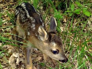 apre-a-giugno-la-caccia-di-selezione-al-cinghiale-e-al-capriolo