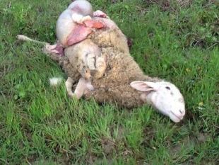 b401181509-sinalunga-tutti-uccisi-gli-animali-della-fattoria-didattica