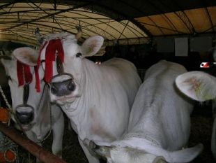 progetto-di-ferragamo-per-salvare-le-razze-bovine-toscane-a-rischio