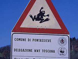 b303252100-strade-piu-sicure-per-i-rospi-innamorati