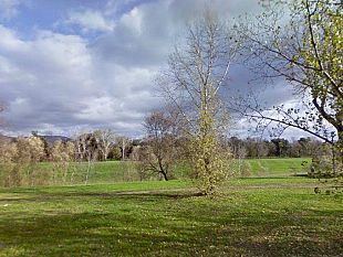 cani-avvelenati-allisolotto